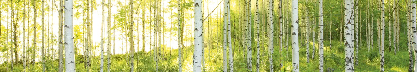 Birch forest Birch forest