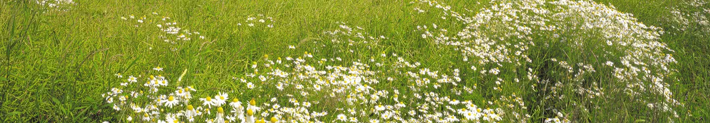 Meadow & Grass
