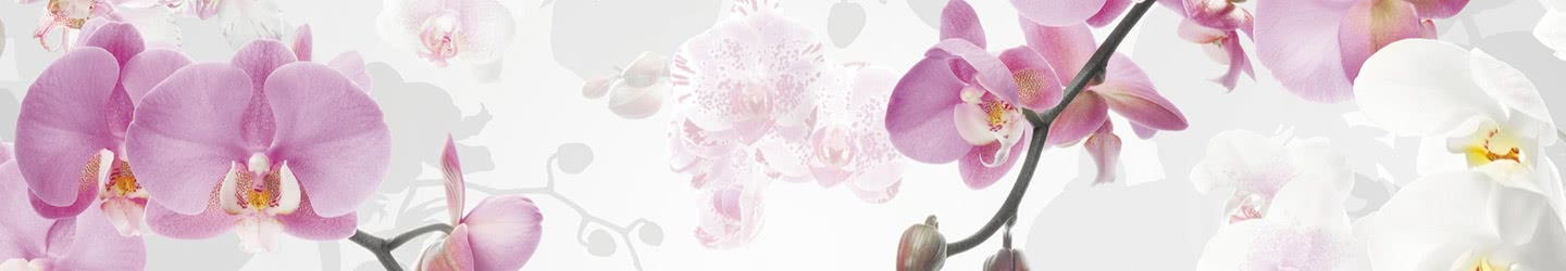 Orchids