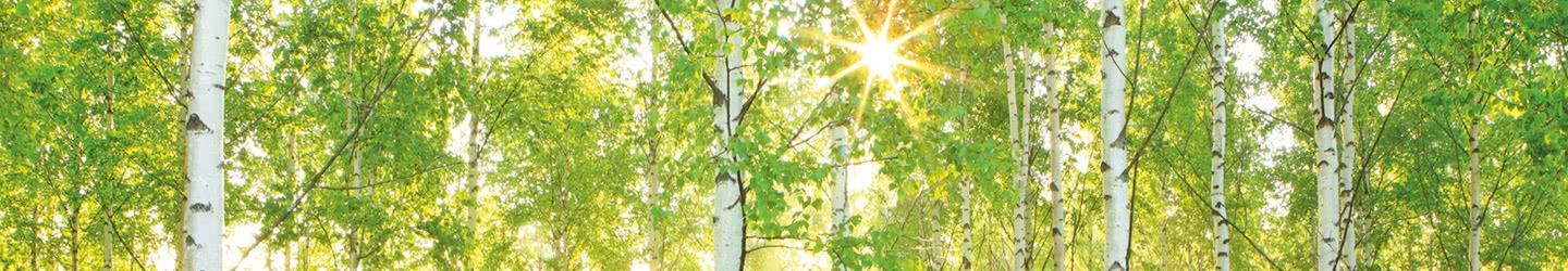 Woods Non-woven Photomurals Woods Non-woven Photomurals