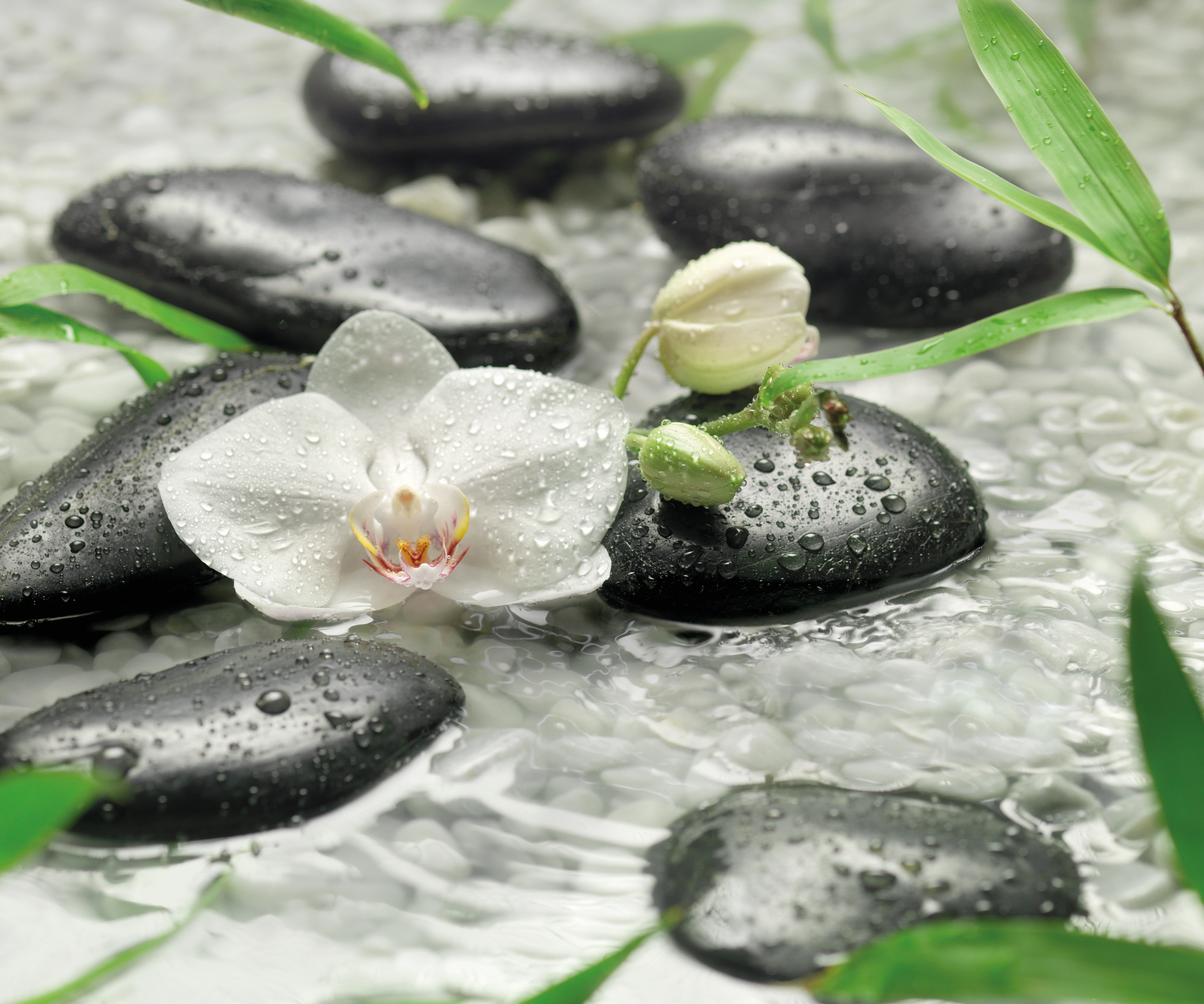 Камни вода рыбы. Орхидея камни вода. Орхидея в воде. Цветы вода камень. Цветы на камнях.
