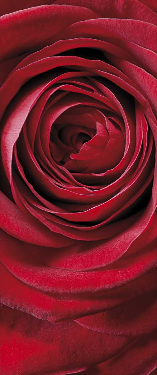Photomural Red Rose