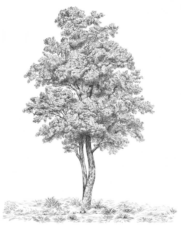 Standard Non-woven Arbre