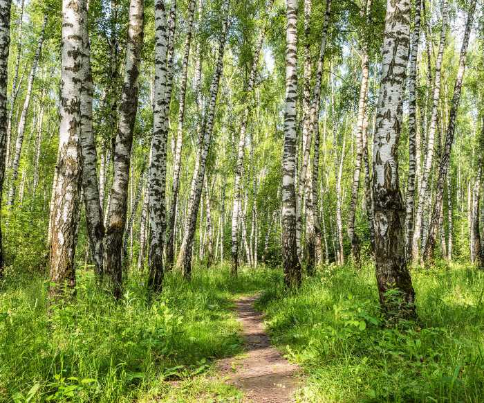 Standard Non-woven Forêt de Bouleaux
