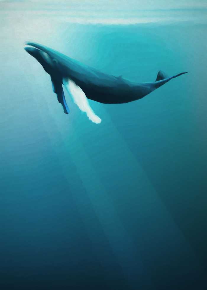 Digital wallpaper Artsy Humpback Whale