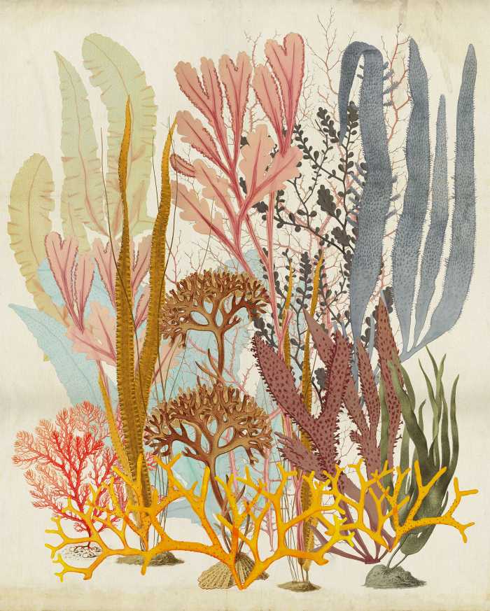 Digital wallpaper Catchy Corals