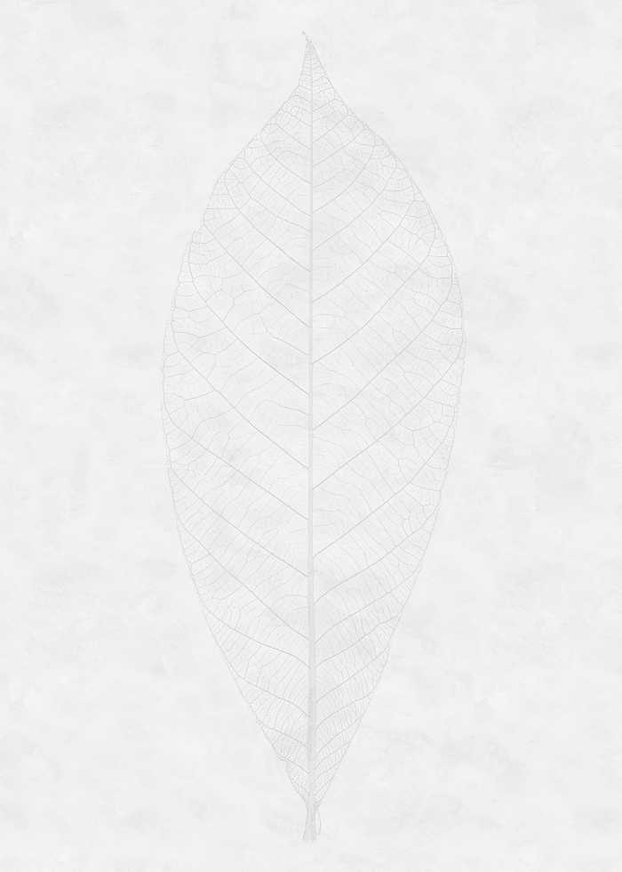 Digital wallpaper Decent Leaf
