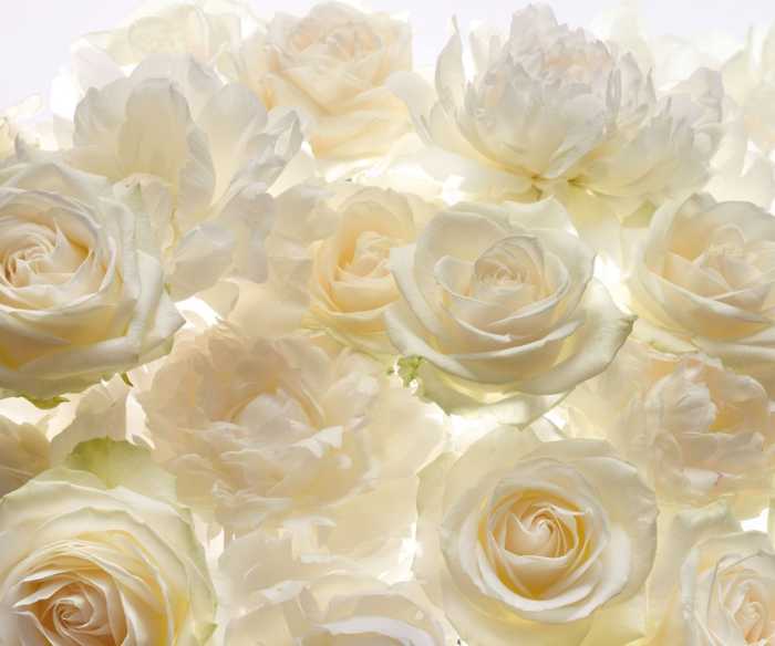 Premium Non-Woven Shalimar