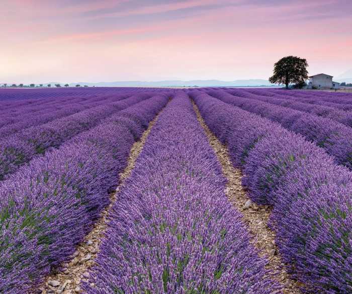 Premium Non-Woven Provence