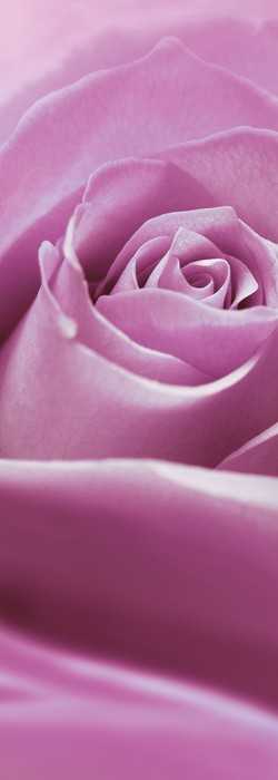 Premium Non-Woven Pink Rose