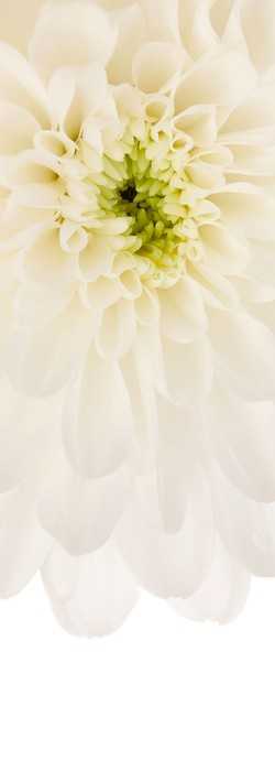 Premium Non-Woven Beautiful