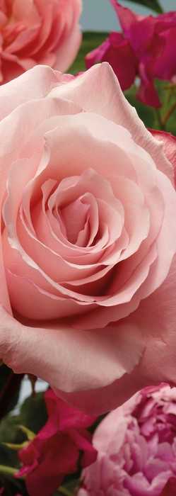 Premium Non-Woven Rosenduft