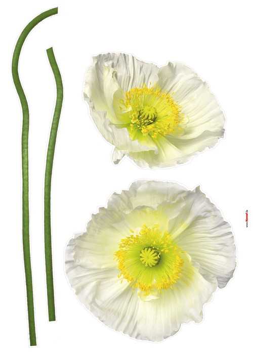  Pavot Blanc