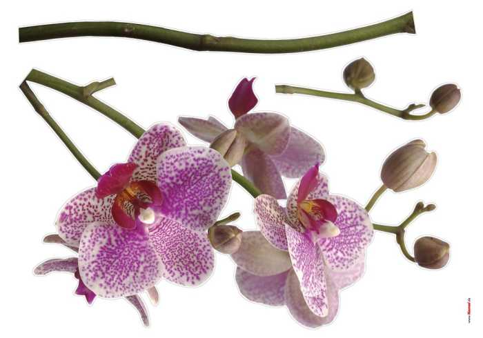  Orchidee