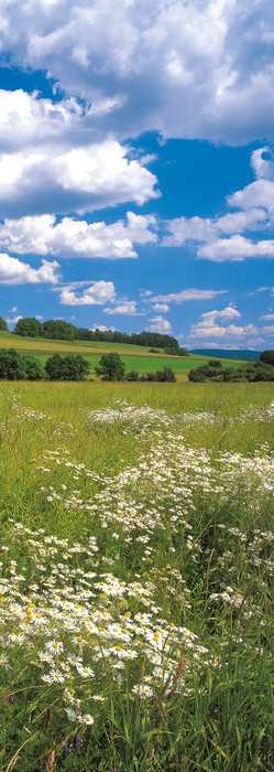 Premium Non-Woven Meadow