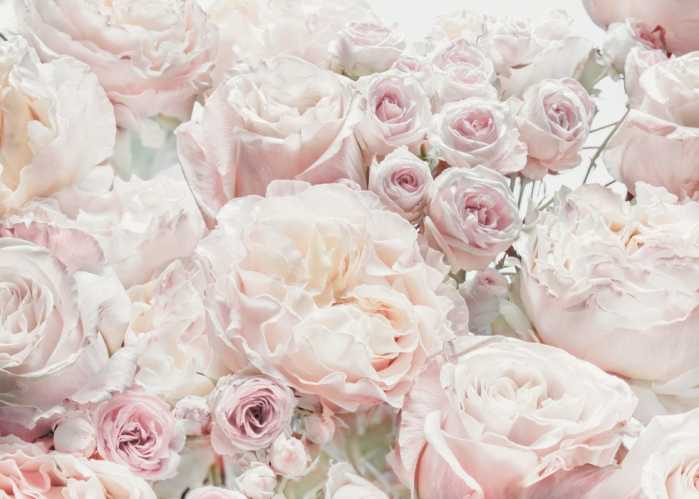 Non-woven Spring Roses