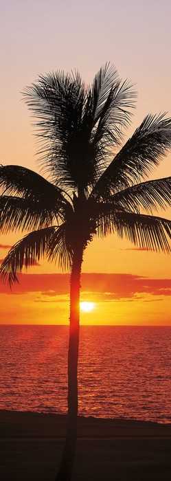 Premium Non-Woven Hawaii