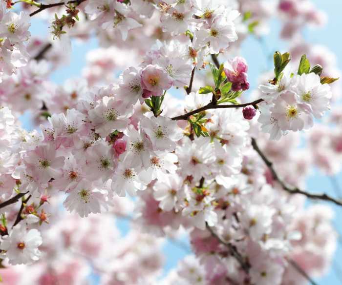 Premium Non-Woven Spring