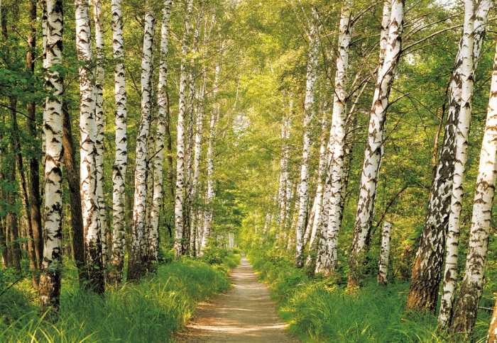Paper Birkenwald