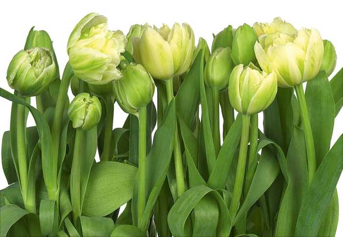 Paper Tulips