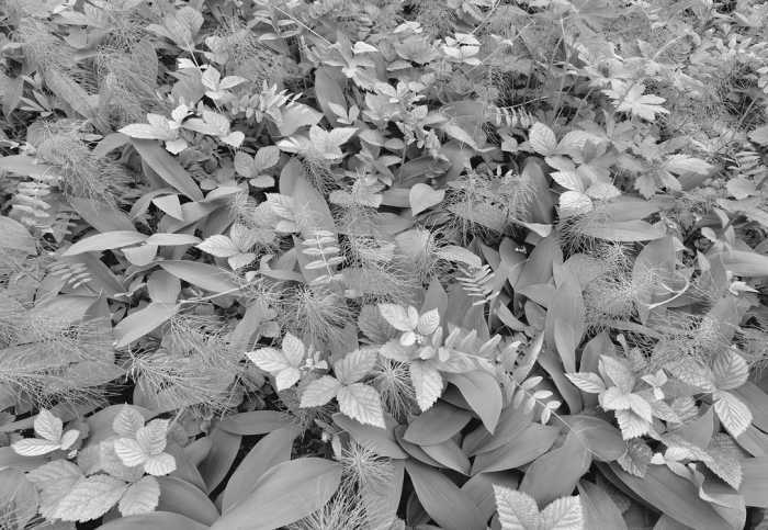 Paper Forest Floor