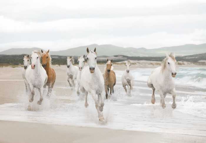 Paper White Horses