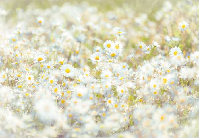 Paper Daisies