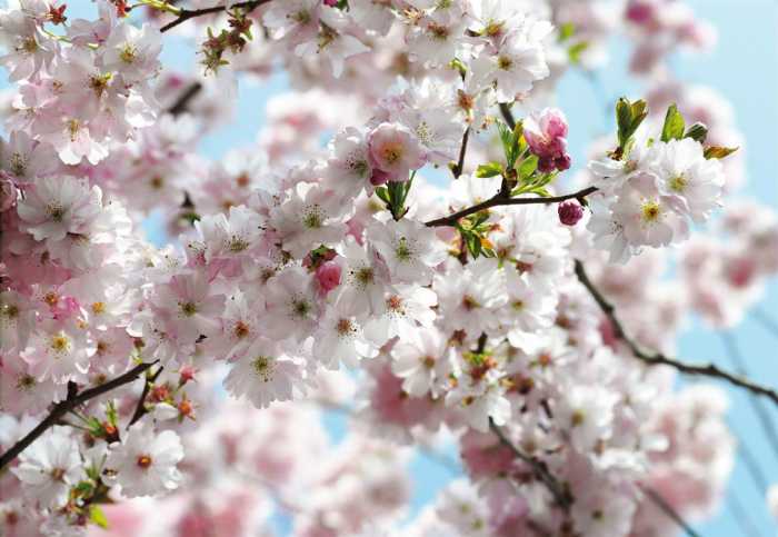 Non-woven Spring
