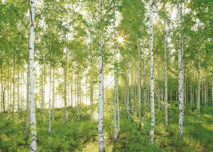 Standard Non-woven Sunday