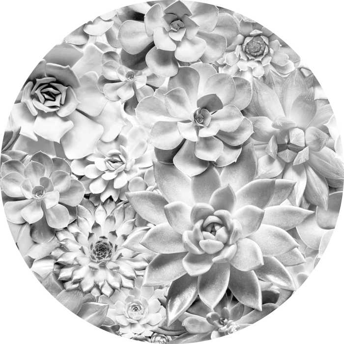 Non-woven adhesive round mural Echeveria