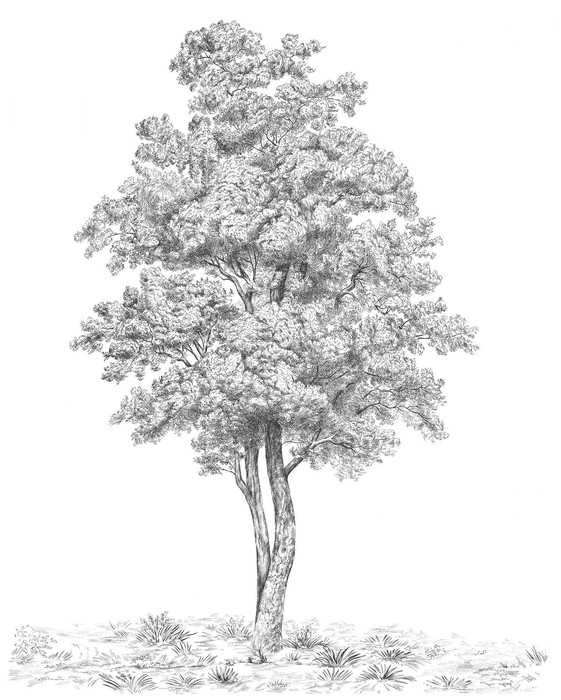 Standard Non-woven Arbre