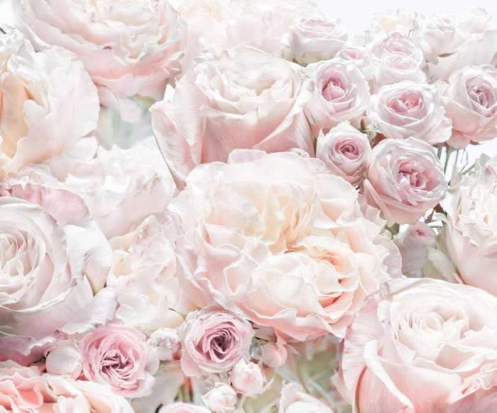 Standard Non-woven Parfum de Rose