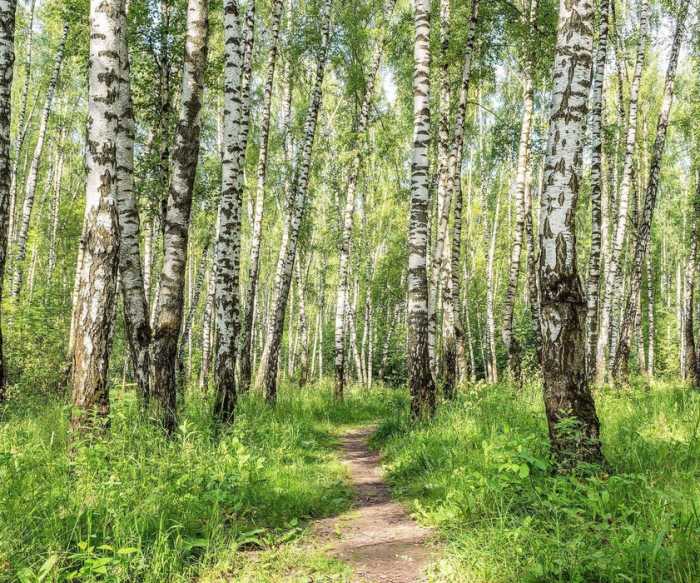 Standard Non-woven Forêt de Bouleaux