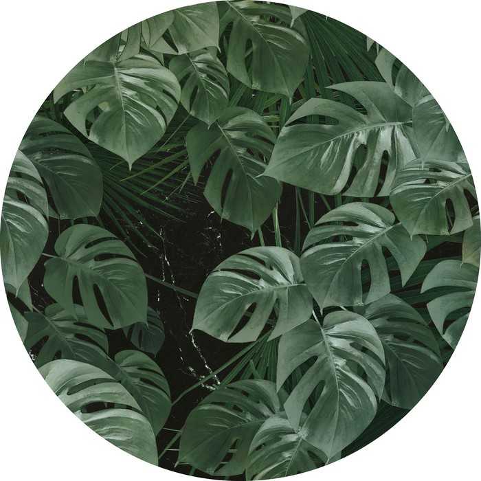 Non-woven adhesive round mural Novel Monstera