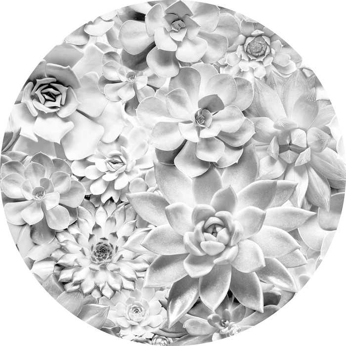 Non-woven adhesive round mural Echeveria