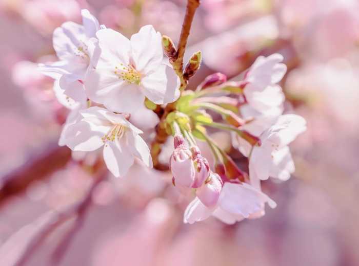 Non-woven Pink Blossom