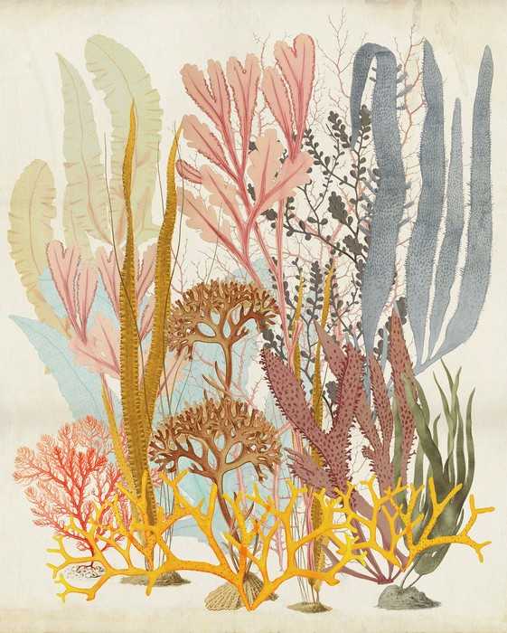Premium Non-Woven Catchy Corals