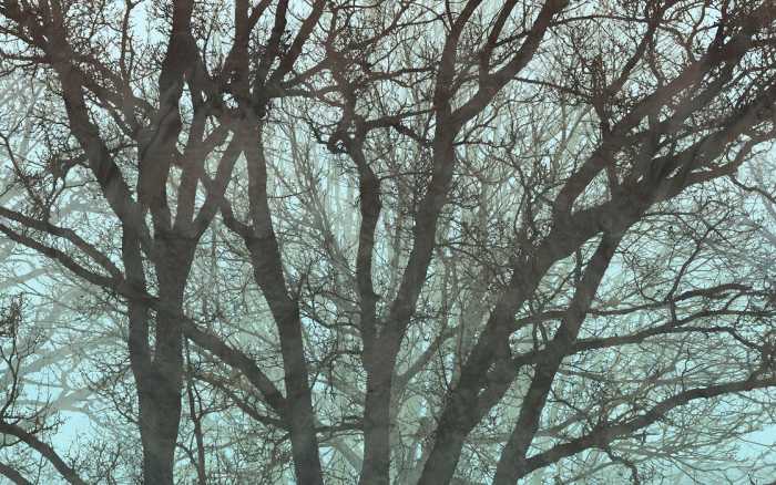 Premium Non-Woven Whispering Woods