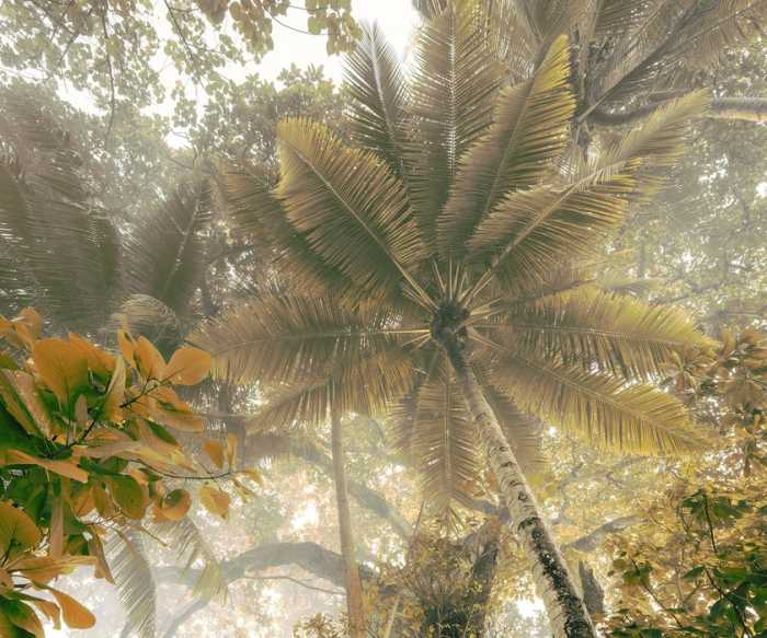 Premium Non-Woven Palms Panorama