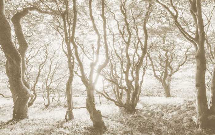 Premium Non-Woven Bleached Birch