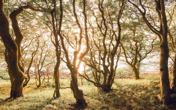Premium Non-Woven Bold Birch