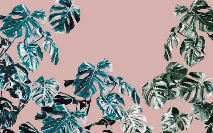 Premium Non-Woven Monstera Rosé