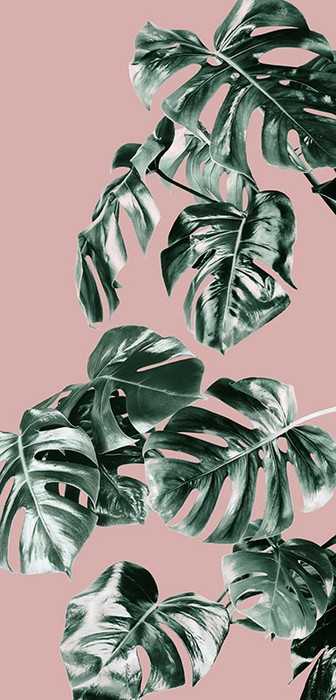 Premium Non-Woven Monstera Rosé