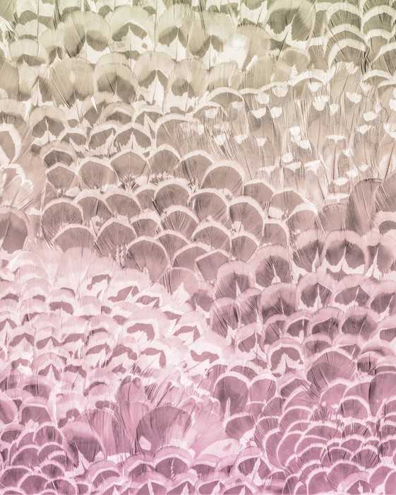 Premium Non-Woven Pale Feathers
