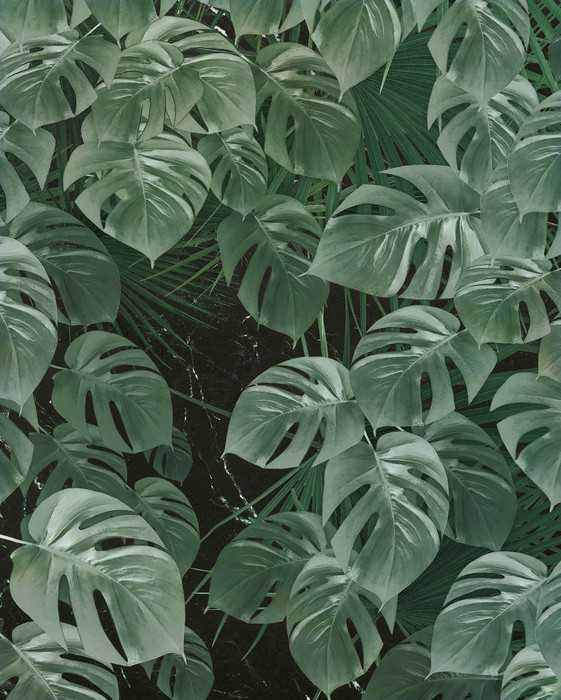 Premium Non-Woven Monstera on Marble