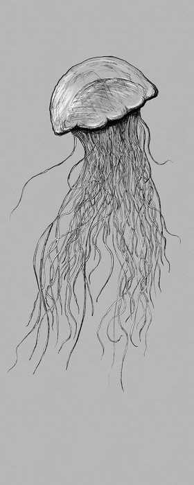 Premium Non-Woven Jellyfish