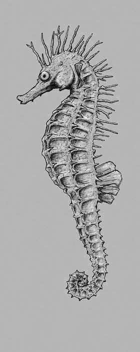 Premium Non-Woven Sea Horse