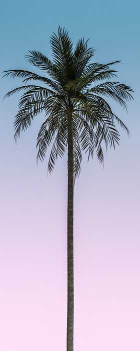 Premium Non-Woven Skyhigh