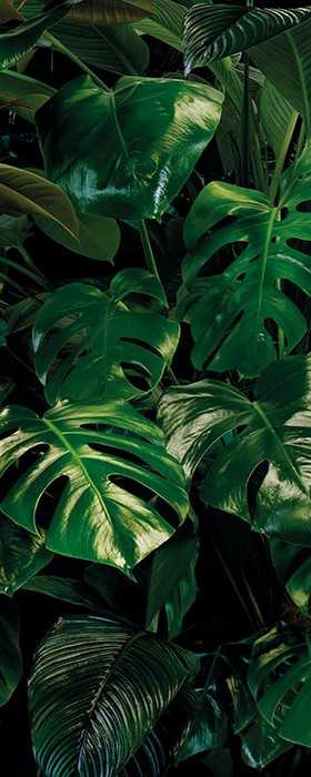 Premium Non-Woven Tropical Wall
