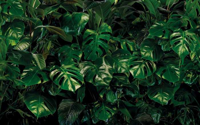 Premium Non-Woven Tropical Wall